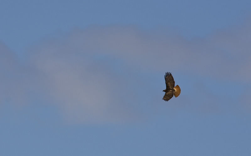 Red-Tailed Hawk In Flight
